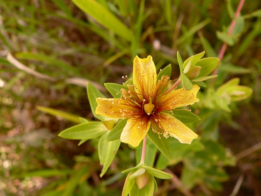 {Hypericum myrtifolium}